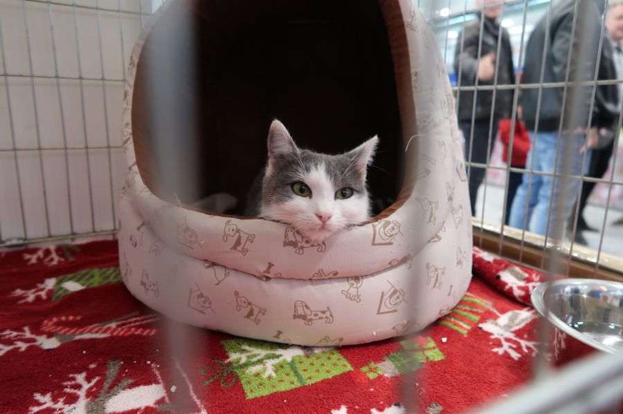 Ötödik alkalommal osztotta ki a Szent Gertrúd díjakat a Macskaárvaház Alapítvány - STYLENEWS - Aktuális - macska, macskaárvaház, macskaárvaház alapítvány, nemzetközi macskakiállítás, 