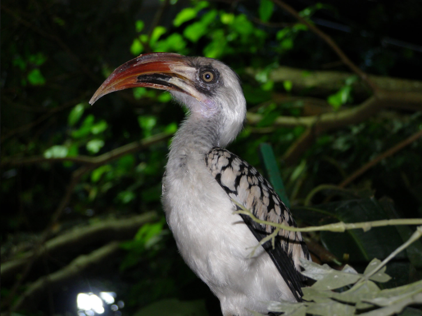 20 éves kicsik és nagyok kedvence, a Tropicarium - STYLELIFE - Stylekids - állatkert, születésnap, tropicarium, 