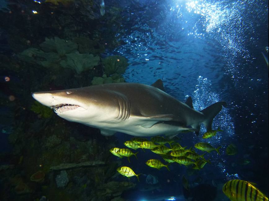 Fogadj örökbe egy cápát! - STYLELIFE - Style family - állatkert, cápás állatkert, örökbefogadás, tropicarium, 