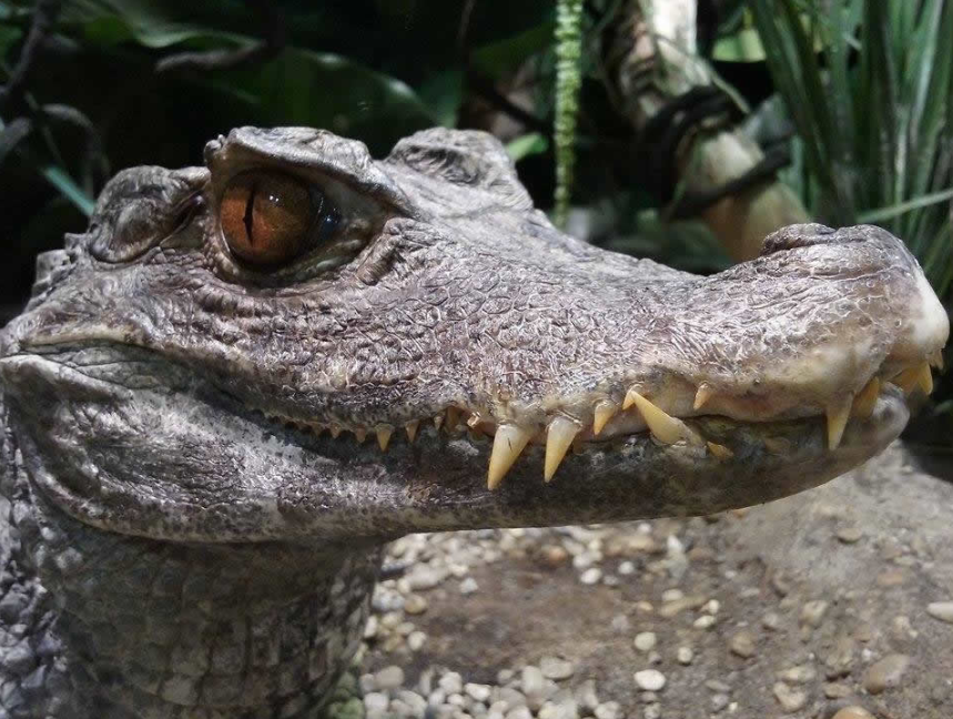 Fogadj örökbe egy cápát! - STYLELIFE - Style family - állatkert, cápás állatkert, örökbefogadás, tropicarium, 