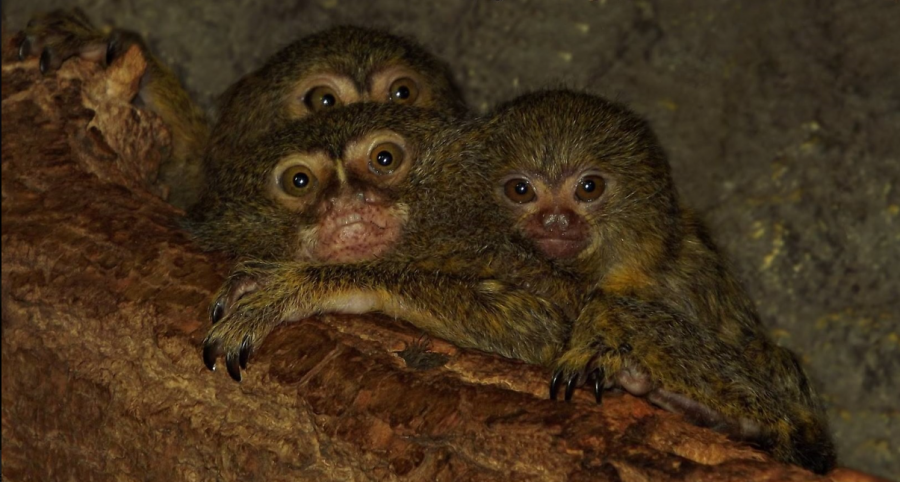 Fogadj örökbe egy cápát! - STYLELIFE - Style family - állatkert, cápás állatkert, örökbefogadás, tropicarium, 