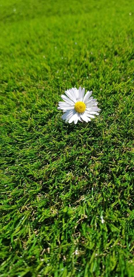 A tökéletes kert titka - Amikor a mű jobb, mint az igazi - STYLELIFE - Otthon & Design - fű, kert, kertészkedés, műfű, namgrass, 