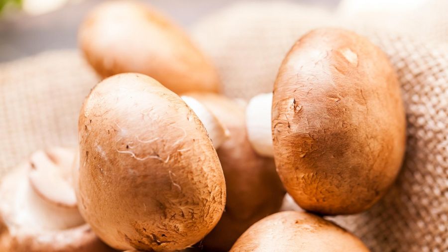 Mandulagomba: a csodálatos életelixír - STYLELIFE - Egészség - egészség, mandulagomba, 