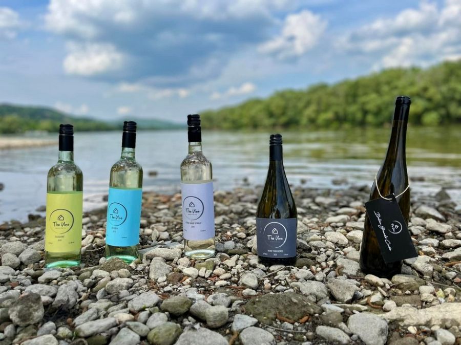 Sétált oroszlánokkal, evezett aligátorok és búvárkodott cápák között – most Etyeken készít különleges borokat - STYLELIFE - Gasztronómia - bor, borász, Etyek, The Vine HRVSTD for You, varga zsombor, 